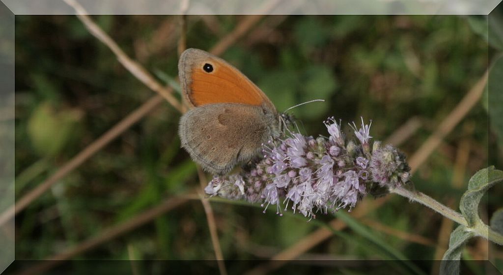 da determinare - Coenonympha pamphilus